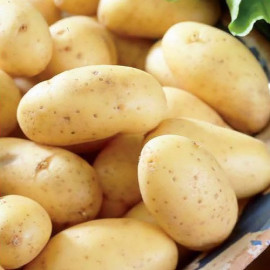 Семенной картофель Коломбо, 60-70 дней, 2 репродукция