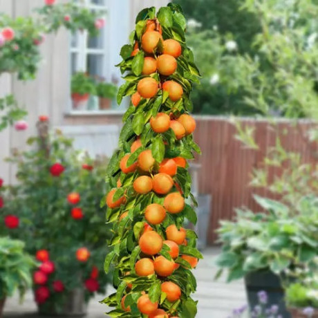 Абрикос колоновидный сорт Компакта Абрикос колоновидный сорт Компакта