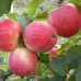 Яблуня літня сорт Цукеркова, підщепа 54-118