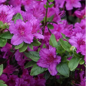 Азалия Konigstein (Кенигштайн) 1 летняя, конт. P9 Азалия Konigstein (Кенигштайн) 1 летняя, конт. P9