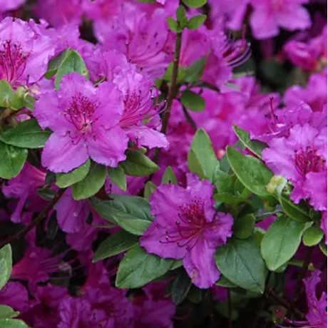 Азалия Konigstein (Кенигштайн) 2 летняя, конт. P9 Азалия Konigstein (Кенигштайн) 2 летняя, конт. P9