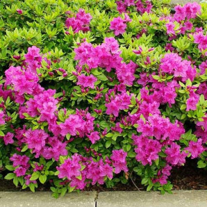 Рододендрон Konigstein 1 летний, конт. P9 Рододендрон Konigstein 1 летний, конт. P9