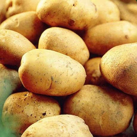 Семенной картофель Констанс, 50-60 дней, 2 репродукция Семенной картофель Констанс, 50-60 дней, 2 репродукция