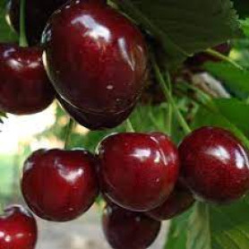 Черешня сорт Кордия, подвой магалебка Черешня сорт Кордия, подвой магалебка