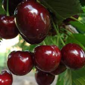 Черешня сорт Кордія, підщепа магалебка Черешня сорт Кордія, підщепа магалебка