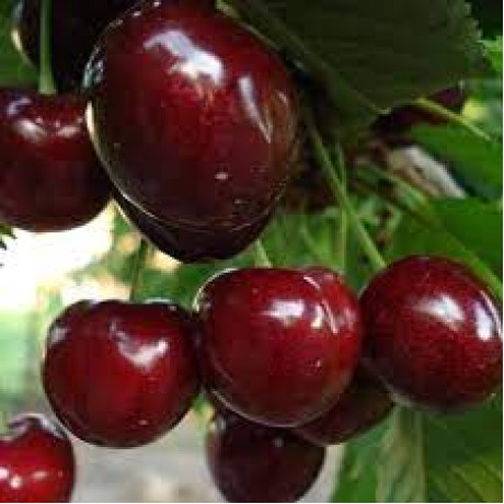 Черешня сорт Кордия, подвой магалебка Черешня сорт Кордия, подвой магалебка