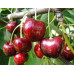 Черешня сорт Кордія, підщепа магалебка