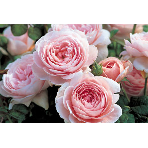 Саджанці троянд сорт Королева Швеції Саджанці троянд сорт Королева Швеції