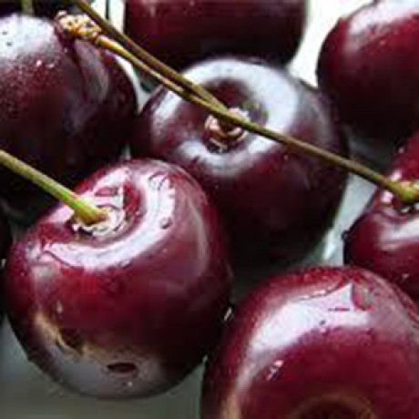 Вишня сорт Корошка, підщепа магалєпка