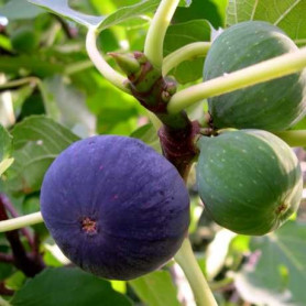 Інжир сорт Кримський фіолетовий