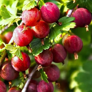 Аґрус Ксена 1 річний, конт. P9 Аґрус Ксена 1 річний, конт. P9