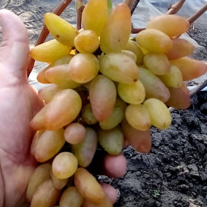 Виноград сорт Кураж, полуупакованный