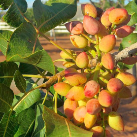 Саженцы фисташки сорт Киргизская, конт. 0.8 л