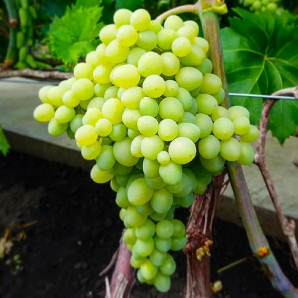 Виноград сорт Кишмиш Цимус, полуупакованный Виноград сорт Кишмиш Цимус, полуупакованный