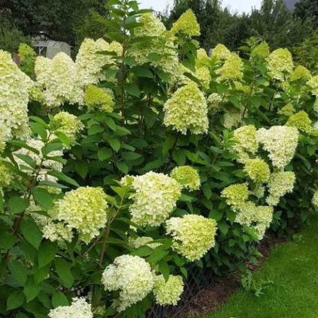 Гортензия Лаймлайт 2 летняя, конт. 2 л