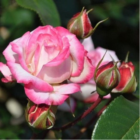 Саджанці троянд сорт Laminuette (Ламінует)