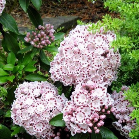 Кальмия широколистная сорт Latchmin 1 летняя, in vitro (полуупакованая) Кальмия широколистная сорт Latchmin 1 летняя, in vitro (полуупакованая)