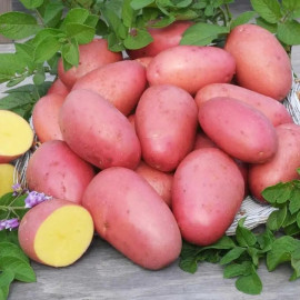 Семенной картофель Лаура, 70-80 дней, 2 репродукция