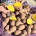 Семенной картофель Лаура, 70-80 дней, 2 репродукция