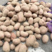 Семенной картофель Лаура, 70-80 дней, 2 репродукция