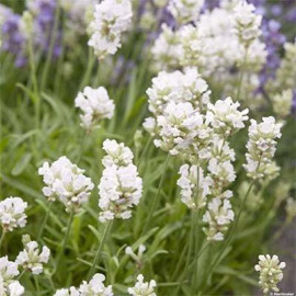 Лаванда Белая 1 летняя, конт. P9