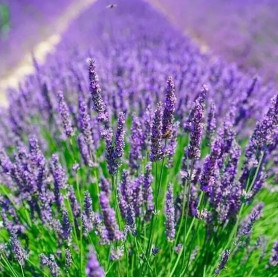 Лавандін Гросо 1 річний, конт. P9 Лавандін Гросо 1 річний, конт. P9