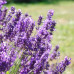 Лавандин Гросо 1 летний, конт. P9