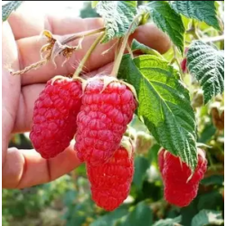 Саджанці літньої малини купити в Україні. Повний каталог сортів Саджанці літньої малини купити в Україні. Повний каталог сортів