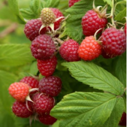 Ремонтантна малина. Замовляй саджанці від виробника!