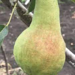 Летние сорта груши Летние сорта груши