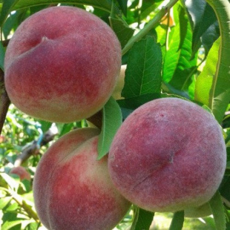 Персик сорт Лісостеповий, підщепа алича