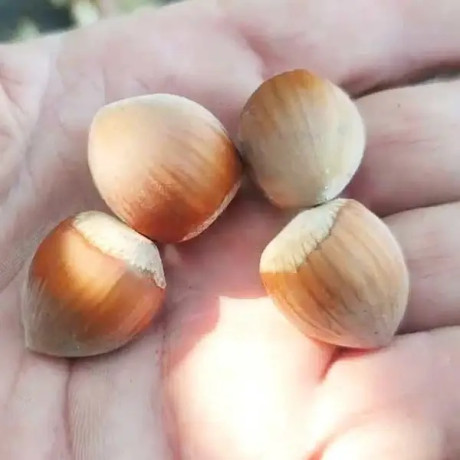 Фундук сорт Лозівський Кулястий