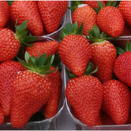 Полуниця сорт Лючія, в касетах, 40 осередків