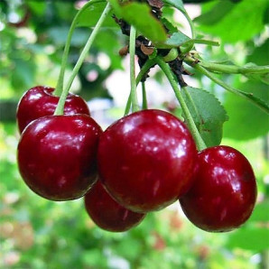 Вишня сорт Лутовка, підщепа магалєпка Вишня сорт Лутовка, підщепа магалєпка