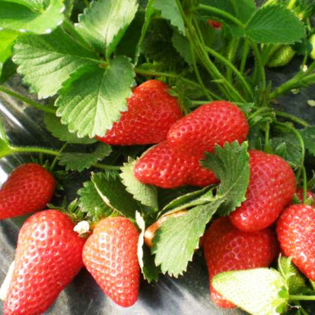 Полуниця сорт Лючія, в касетах, 28 осередків