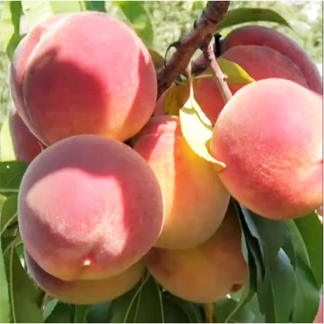 Персик сорт Мадам Десерт (средне-раннего срока созревания)