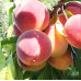 Персик сорт Мадам Десерт (средне-раннего срока созревания)