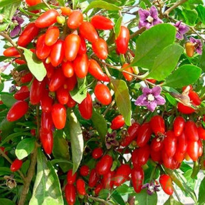 Годжи сорт "Магия любви" 1 летние, конт. P9