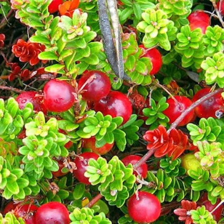 Саджанці журавлини "Мак Фарлін" 1 річні, конт. Р9