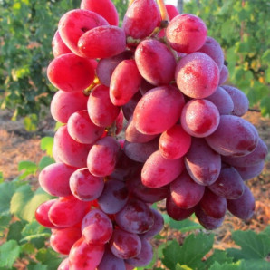Виноград сорт Малиновый, 110-120 дней, конт. 1.7 л Виноград сорт Малиновый, 110-120 дней, конт. 1.7 л