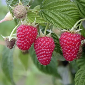 Малина сорт Маравілла, 5 шт (напівупакована)