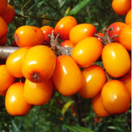 Саженцы облепихи сорт Мария Брувеле (Mariiia Bruvele) 2 летние, конт. 1.5 л