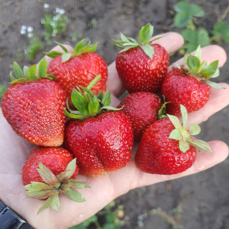 Полуниця сорт Мармелада, у касетах 77 клітинок