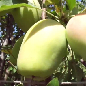 Яблоня осенняя сорт Матрешка (без косточек), подвой 54-118 Яблоня осенняя сорт Матрешка (без косточек), подвой 54-118