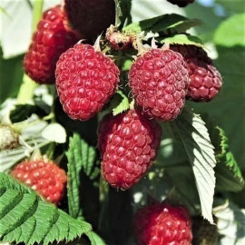 Малина сорт Маргарита