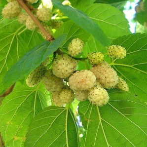 Шовковиця сорт Медова 2 річна, підщепа сіянець шовковиці