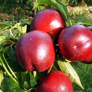 Нектарин сорт Медведевский, подвой жердель Нектарин сорт Медведевский, подвой жердель