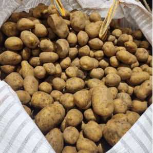 Семенной картофель Мелоди, 115-120 дней, 2 репродукция Семенной картофель Мелоди, 115-120 дней, 2 репродукция