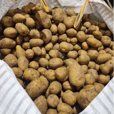 Семенной картофель Мелоди, 115-120 дней, 2 репродукция