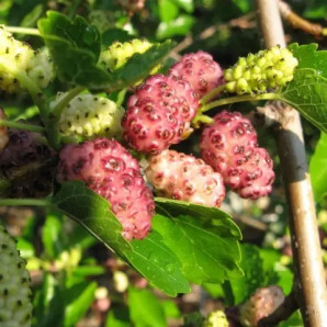 Шовковиця сорт Мереживо 2 річна, підщепа сіянець шовковиці